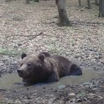 Martincan sleduje horsky wellness Ma aj unikatne zabery ake bezny clovek v lese nevidi