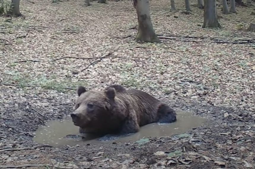 Martincan sleduje horsky wellness Ma aj unikatne zabery ake bezny clovek v lese nevidi