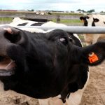 Zacali sme chovat zvierata a prisli choroby