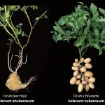 Bez paradajky by zemiaky nevznikli Ako hluzY