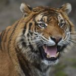 V Jeruzalemskej biblickej zoo tiger usmrtil osetrovatela