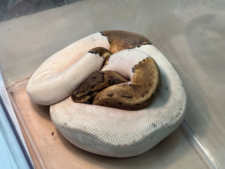 Na najvacsom sidlisku nasli opusteneho pytona