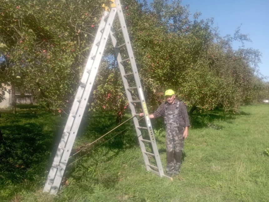 Pavol zveladuje stary jablkovy sad v Bytci