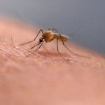 Prenasa zapadonilsku horucku alebo horucku dengue japonsky komar je aj na Slovensku