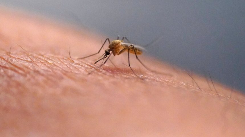 Prenasa zapadonilsku horucku alebo horucku dengue japonsky komar je aj na Slovensku