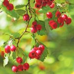 Spoznajte recepty z hlohu obycajneho a jeho vyhody