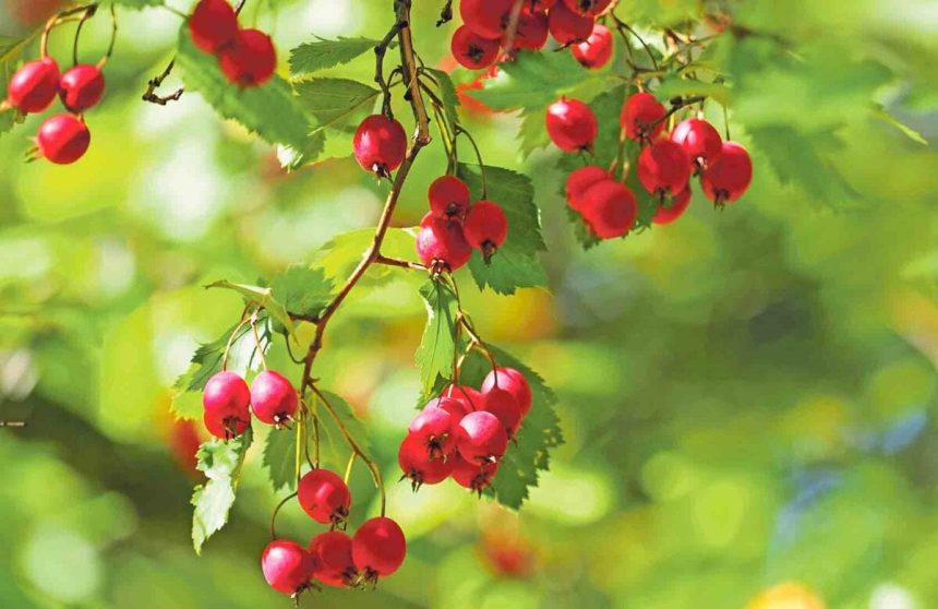 Spoznajte recepty z hlohu obycajneho a jeho vyhody