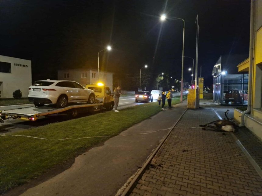 V Ruzomberku vyskocil na cestu jelen vodici zrazke nedokazali uniknut