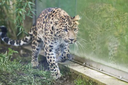 V kosickej zoo pribudne parik velkej macky