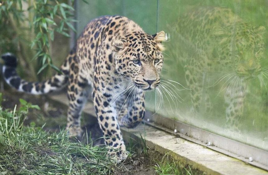 V kosickej zoo pribudne parik velkej macky
