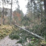 Vietor v Tatrach vyvracal stromy rychlostou 130 km h