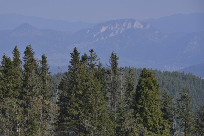 Vojtech Ferencz je povereny vedenim Lesov SR