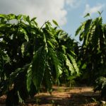Agro Globalne ceny kavy v piatok klesli