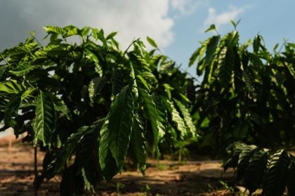 Agro Globalne ceny kavy v piatok klesli