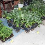 Policajti odhalili pestovatela konope zhabali 60 rastlin