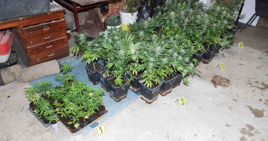 Policajti odhalili pestovatela konope zhabali 60 rastlin