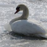 V obci Hamuliakovo potvrdili virusa vtacej chripky