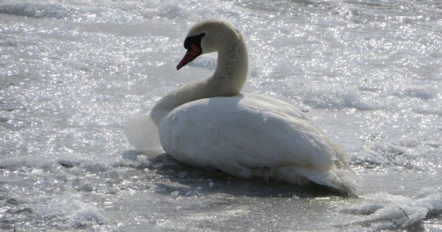 V obci Hamuliakovo potvrdili virusa vtacej chripky