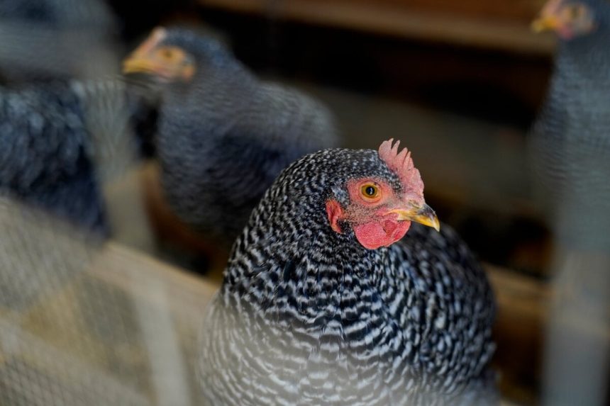 Viacere europske krajiny prijimaju opatrenia proti vtacej chripke H5N1