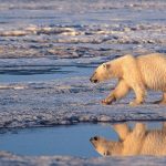Arktida mala najteplejsi rok v historii merani