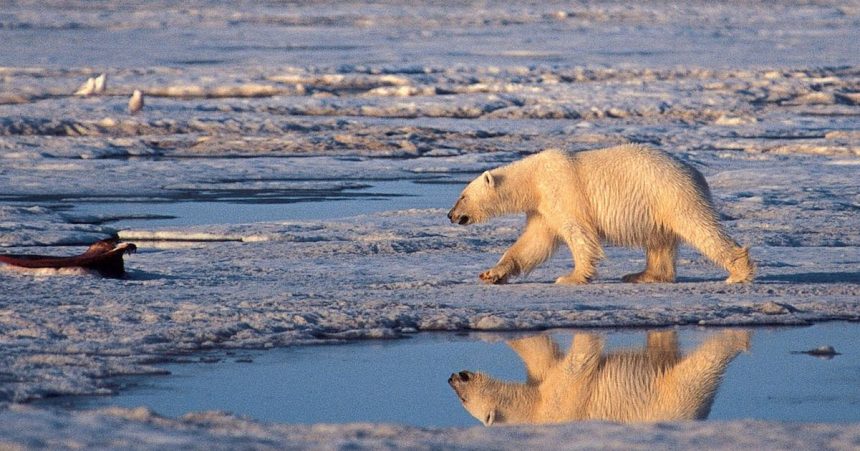 Arktida mala najteplejsi rok v historii merani