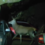 Hladali Santu Bavia sa Ruzombercania Nocnym mestom potulovali dva jelene