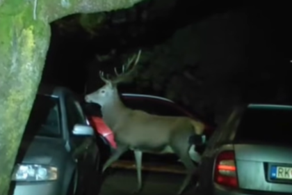 Hladali Santu Bavia sa Ruzombercania Nocnym mestom potulovali dva jelene