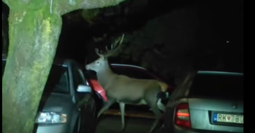 Hladali Santu Bavia sa Ruzombercania Nocnym mestom potulovali dva jelene