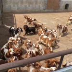 Policia vykonala najvacsi zasah proti nelegalnemu mnozeniu psov