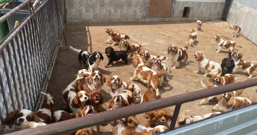 Policia vykonala najvacsi zasah proti nelegalnemu mnozeniu psov