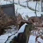 v bojnickej zoo prijali dve mladata nasiej vzacnej selmy ich navrat do prirody je otazny