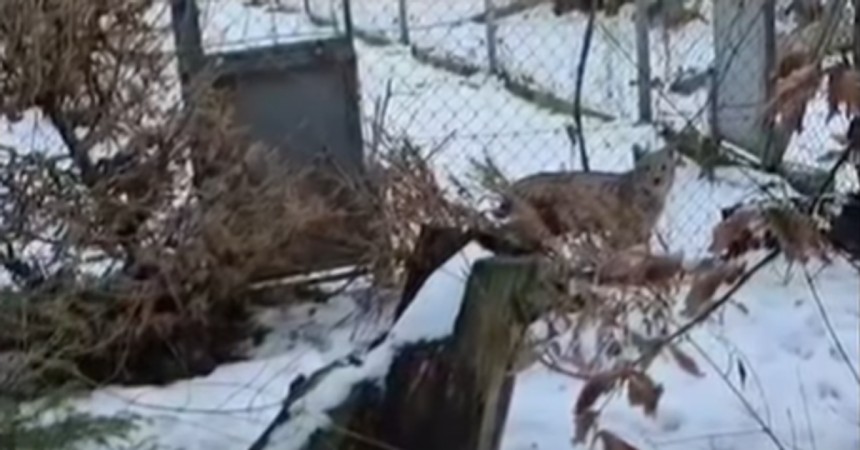 v bojnickej zoo prijali dve mladata nasiej vzacnej selmy ich navrat do prirody je otazny