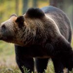 F Kuffa Vlak v Turceku zrazil hnedeho medveda