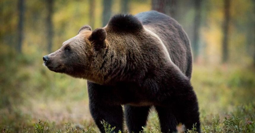 F Kuffa Vlak v Turceku zrazil hnedeho medveda