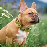 Hlucne dychanie nie je normalne Tieto psie plemena su postihnute