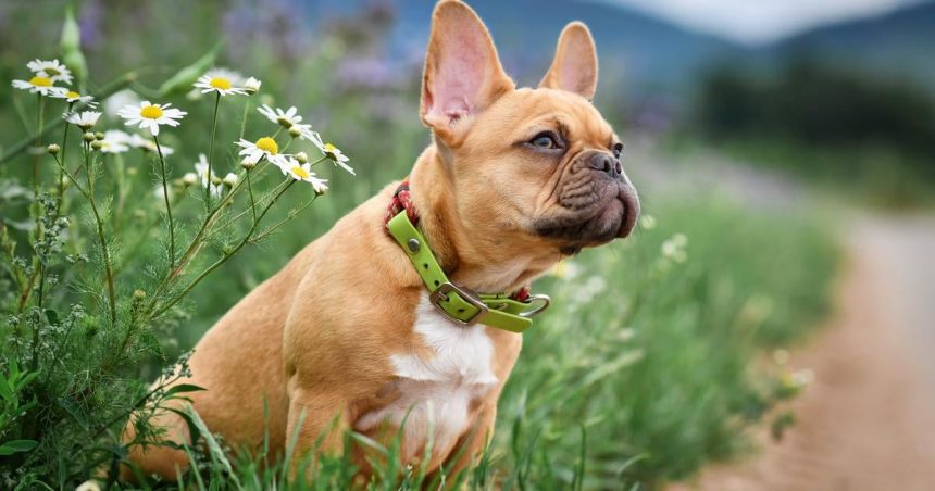 Hlucne dychanie nie je normalne Tieto psie plemena su postihnute