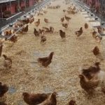 Na usmrtenie je potrebne desattisice kusov hydiny do dvoch dni uhynuli vsetky zvierata v hale