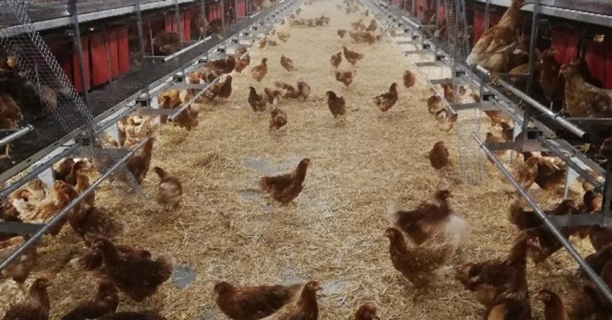 Na usmrtenie je potrebne desattisice kusov hydiny do dvoch dni uhynuli vsetky zvierata v hale