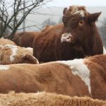 PPA Farmari mozu elektronicky ziadat o platbu VDJ v Kampani 2026 do 28 februara