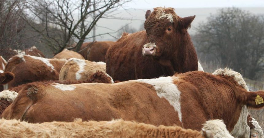 PPA Farmari mozu elektronicky ziadat o platbu VDJ v Kampani 2026 do 28 februara