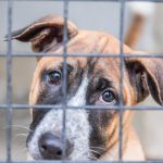 Palicou napadol fenu stredoaizijskeho ovciaka museli ju utrati Dostal podmienku