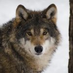 V okoli Trnavej Hory zaznamenali vlkov podla SOP SR su v tejto lokalite bezne