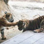 VIETNAM Policia nasla v pivnici muza a dve mrtve tigre ulozene v mraznickach
