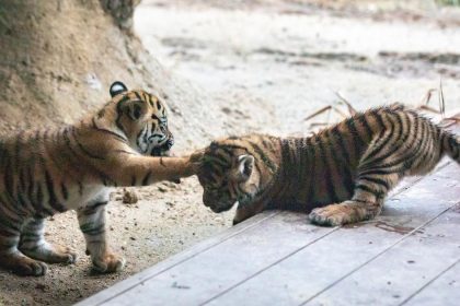 VIETNAM Policia nasla v pivnici muza a dve mrtve tigre ulozene v mraznickach