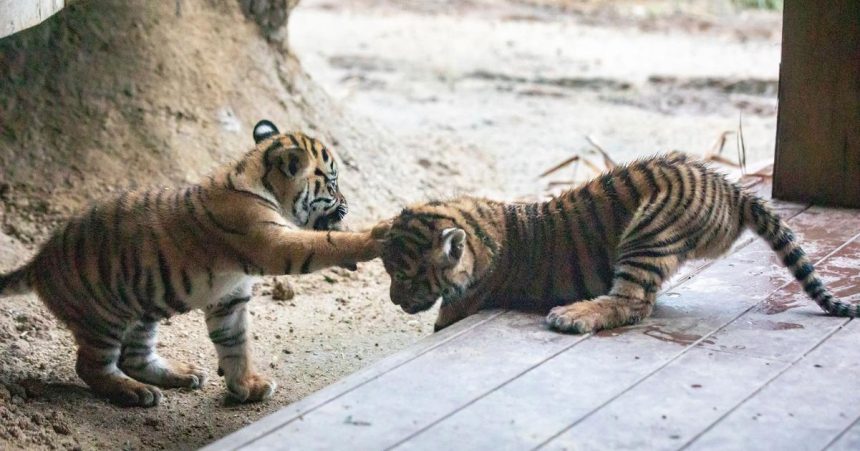 VIETNAM Policia nasla v pivnici muza a dve mrtve tigre ulozene v mraznickach
