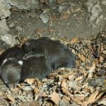 osirele medviedata z velkej fatry bojuju o prezitie utoku medvedice sa dalo zabranit tvrdi balaz