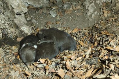 osirele medviedata z velkej fatry bojuju o prezitie utoku medvedice sa dalo zabranit tvrdi balaz