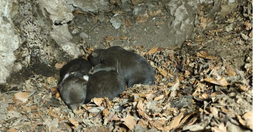 osirele medviedata z velkej fatry bojuju o prezitie utoku medvedice sa dalo zabranit tvrdi balaz
