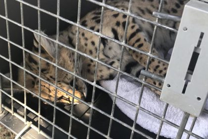 Exoticka selma na dvore domu Vo Hviezdoslavove zasahovala Statna ochrana prirody