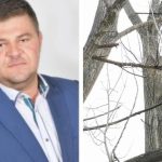 Jedenast topolov vyrubali aj ked na to nemali Starostu odsudili a prisiel o mandat